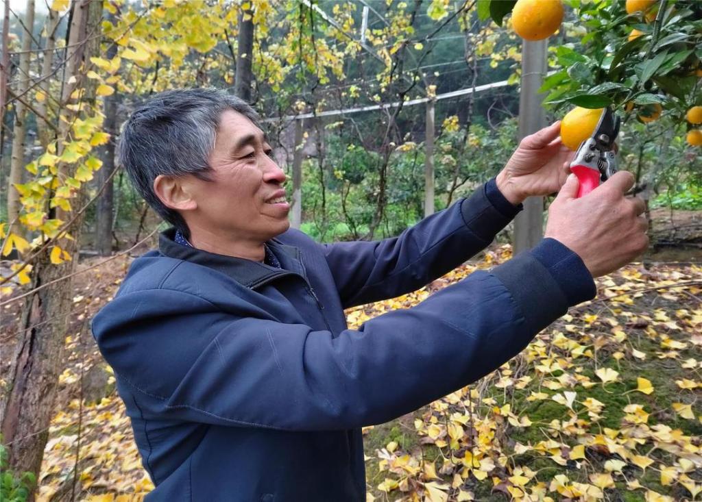 图为姚贵祥为果树剪枝
