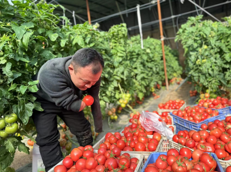图为张海楠在大棚采摘番茄
