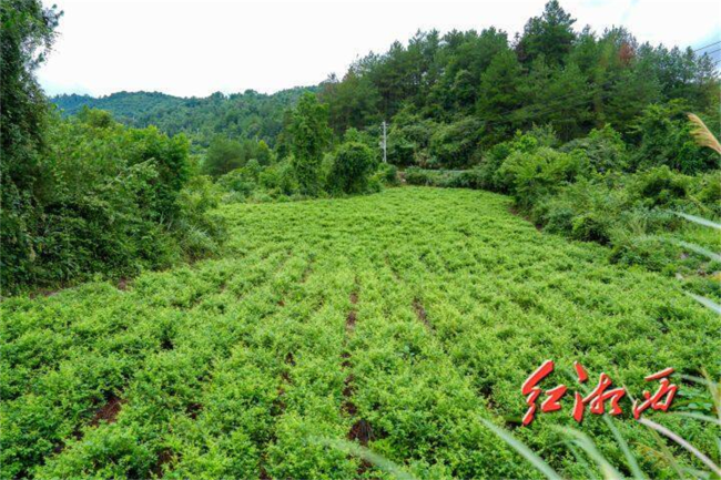 图为友和村绿意盎然的莓茶园