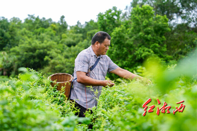 图为田水生在采摘莓茶