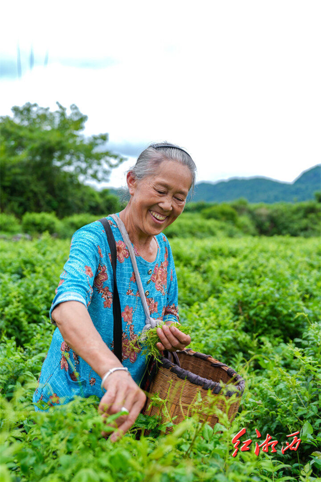 图为69岁的村民陈添花在采摘莓茶