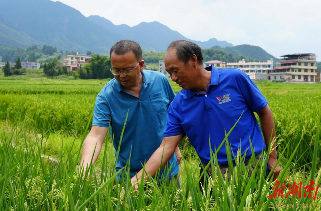 图为陶文成陪同县残联工作人员在田间看水稻种植情况