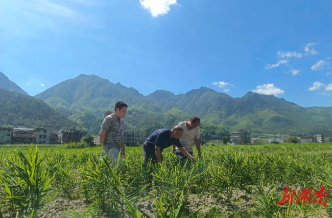 图为陶文成陪同县残联工作人员在田间看生姜种植情况