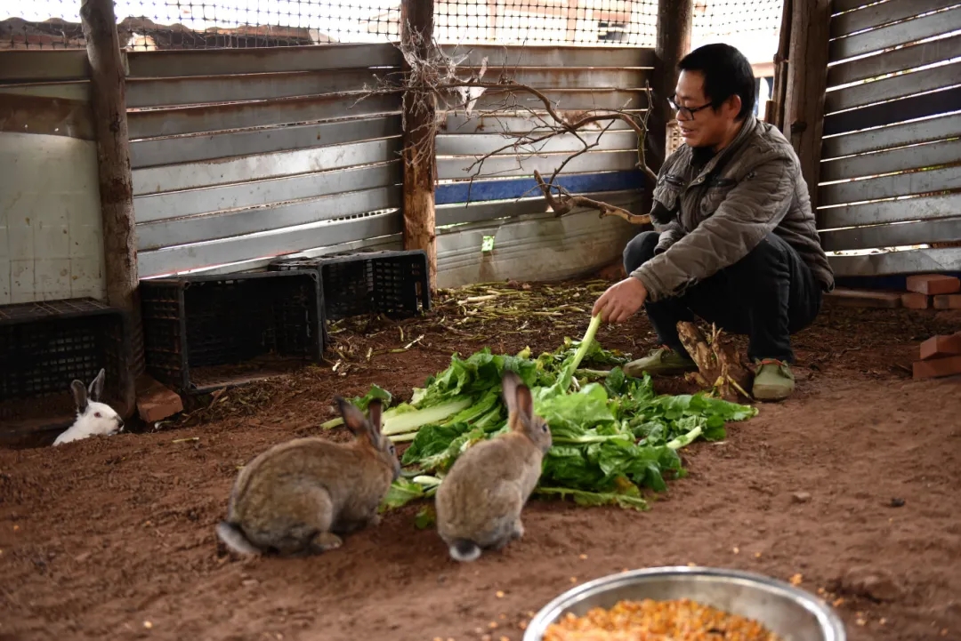 陈山达在喂养兔子