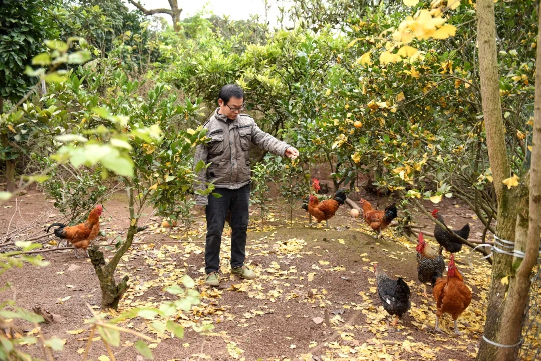 图为陈山达在林下喂养土鸡