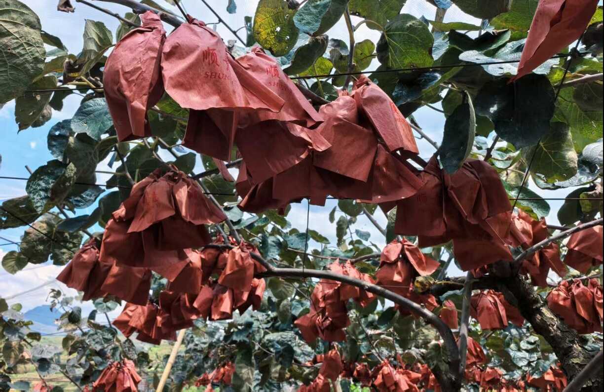 图为果林现场 图为果林现场