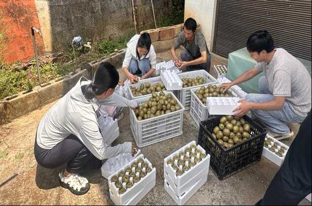 图为果子分拣现场 图为果子分拣现场