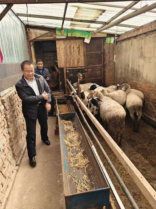 图为在夏河县调研牛羊疫病防治培训项目